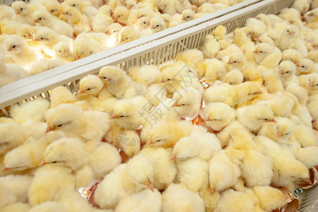 加减乘数小鸡刚从Broiler鸡蛋生产中出来背景