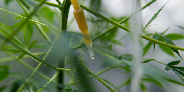 为种植而灌溉种植大图片