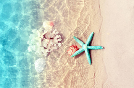 夏日海滩上的海星珊瑚和贝壳在海水中夏季背图片