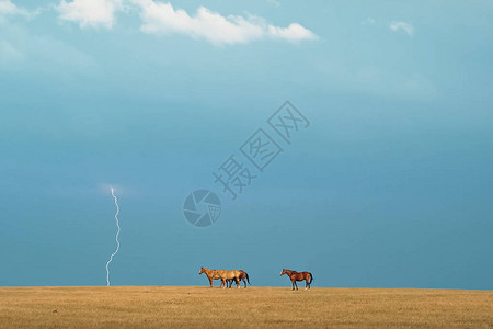 蒙古赛马素材草原上的马一小群马在田野里背景