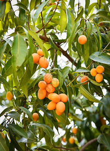 树上的李子芒果热带水果枝树上成熟的李子芒果图片