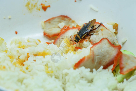 肮脏的食物蟑螂吃米饭的食物住在家里的厨房里蟑螂在碗污染细菌图片