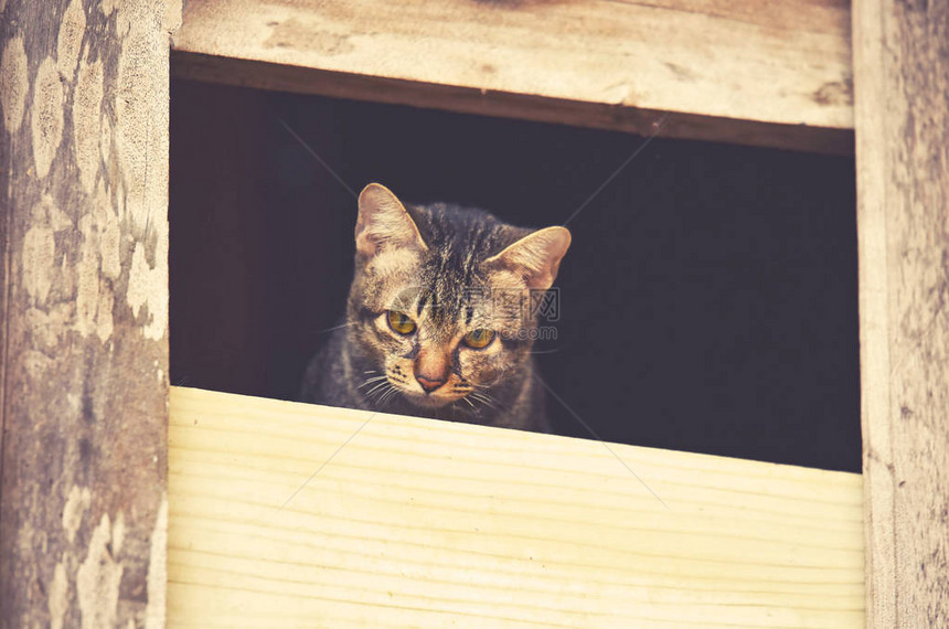 虎斑猫在windows上悲伤在wrown虎斑猫小在窗户上看着外面等待主人亚洲泰国猫悲图片