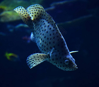 放线水族馆美丽高清图片