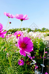 有天空和阳光的波斯菊花田图片