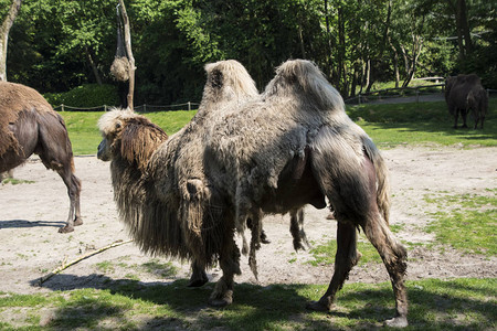 城市公园里的两只驼峰骆驼骆驼图片