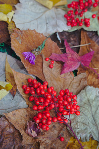 基于落叶和红色秋季浆果的成分背景图片