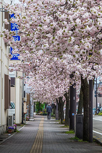 日本高冈盛开的樱花图片