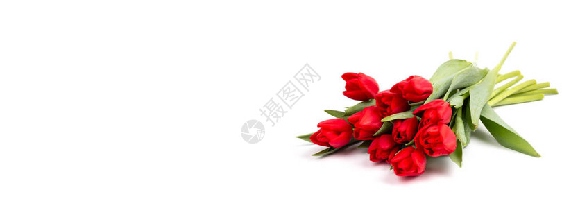 红色郁金香春花情人节或母亲节贺卡图片