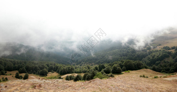 雾中松树图片