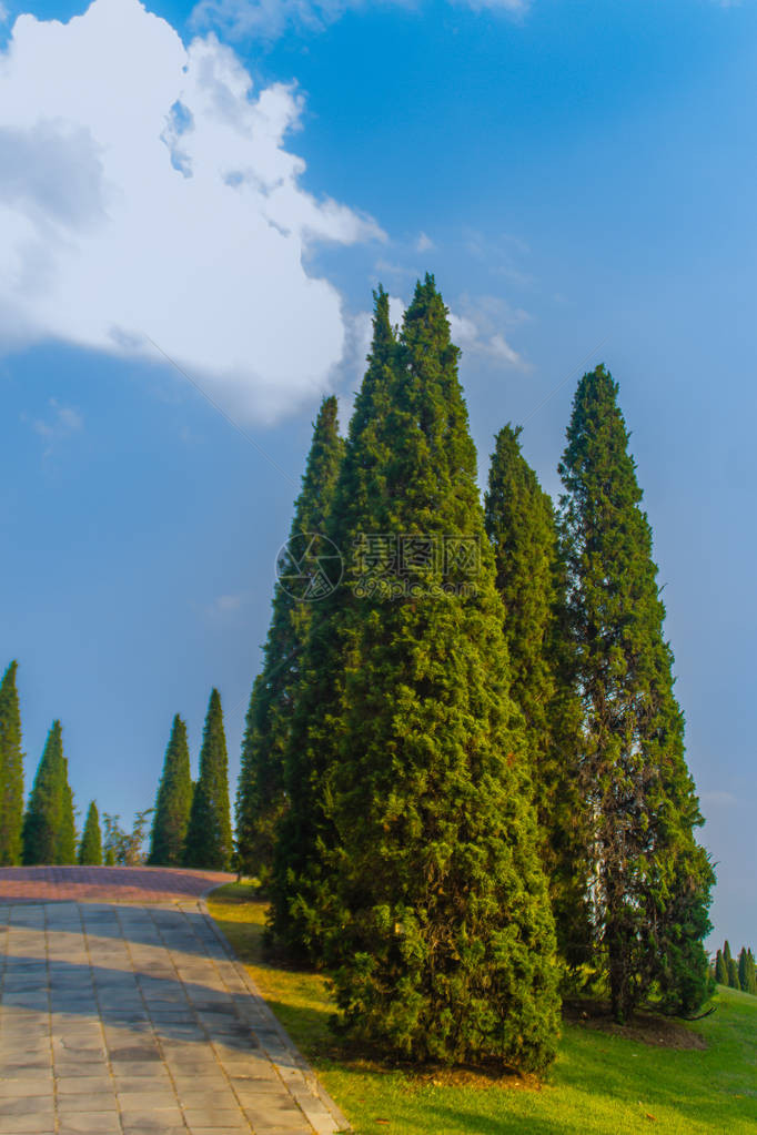 美丽的小山景观与高大的松树在绿草场和蓝天白云背景小青山上的杜松图片