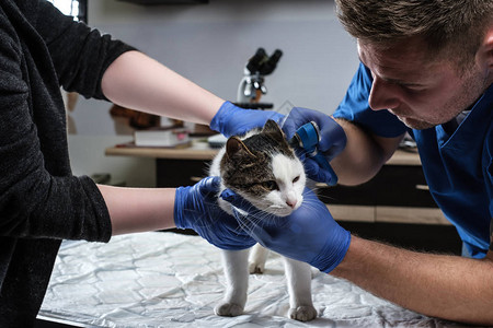 在兽医诊所用眼科检查猫耳感染的兽图片