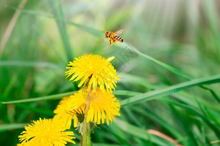 蜜蜂从花朵中收集花蜜在夏天或春天阳图片