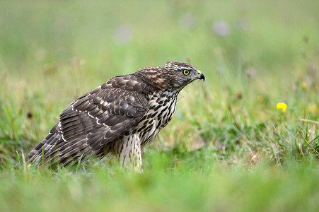 在草地上近距离观察北苍鹰高清图片