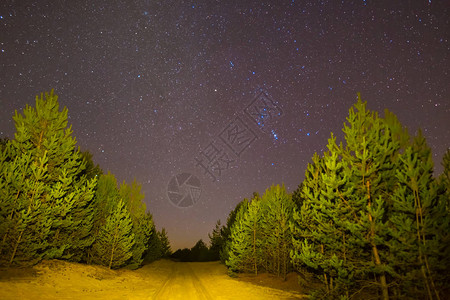 夜森林上方的猎户星座图片
