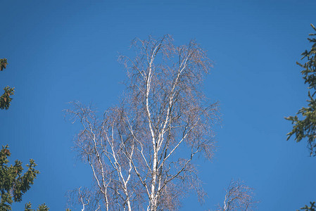 光秃的树枝映衬着蓝天图片