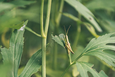 夏季深绿色树叶与蚱蜢的特写背景图片