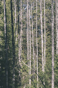 森林中高大的云杉树干图片