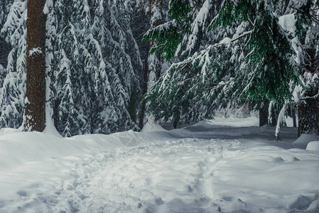 雪地上高的fir树枝图片