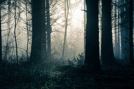 一片黑暗的神奇森林背景图片