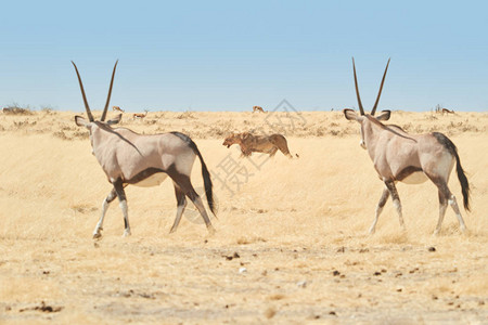 两只长着壮观角的大羚羊大羚羊羚羊瞪羚图片