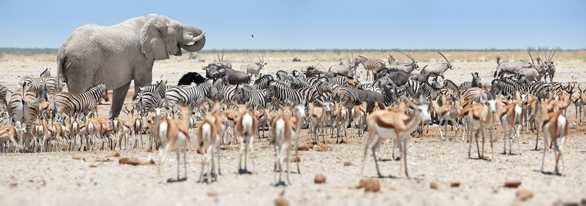 全景非洲动物风光图片