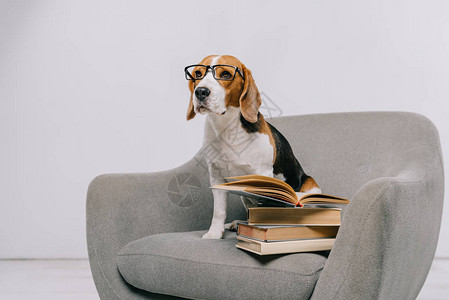在旧书旁坐在扶椅上的眼镜上以可爱狗图片