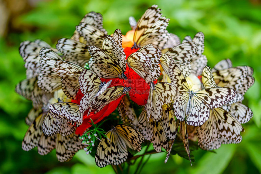iriomtoe岛的米纸蝴蝶图片