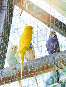 笼子里的鹦鹉蓝色和黄色的鹦鹉宠物鸟类农场笼子里常图片