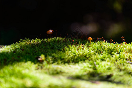 长满苔藓和蘑菇的树桩图片