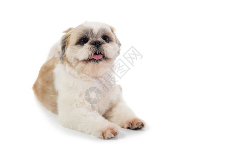 可爱的Shihtzu狗肖像用舌头露图片