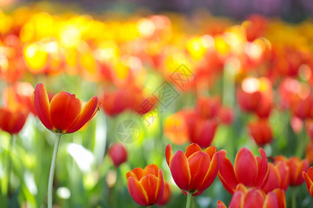 美丽的开花的郁金香图片