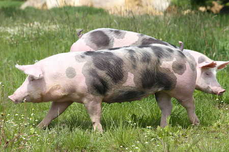 皮特兰种猪在草地上的新鲜绿草上吃草图片