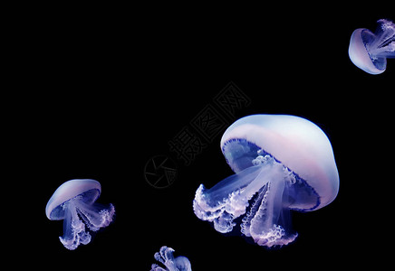 Jellyfishmedduse动物背景动物背景黑水下图片