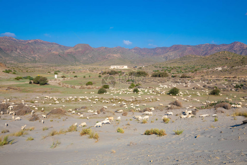 一群白山羊在阿尔梅里亚图片