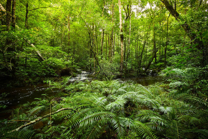 植物热带蕨类植物森林自然绿色植物热带雨林热带丛林蕨类植物与来自山的溪流河景观图片