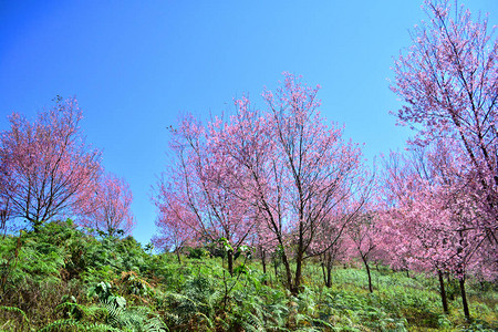 野生喜马拉雅樱桃开花粉红色的樱花或樱花树图片