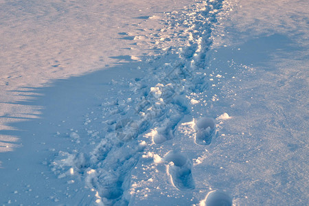 人们的脚在雪地里冬天的早晨图片