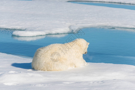 大自然中可爱的北极熊图片