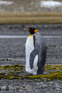 南乔治亚岛上的王企鹅背景图片
