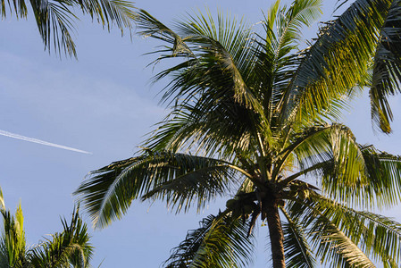 在蓝天背景的棕榈树图片
