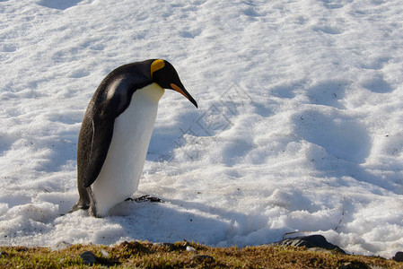 南乔治亚岛的王企鹅图片