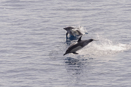 跳出平静海面的海豚图片