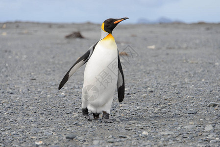 南乔治亚岛上的王企鹅背景图片
