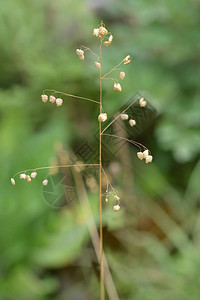 常见的颤草拉丁名称Briza图片