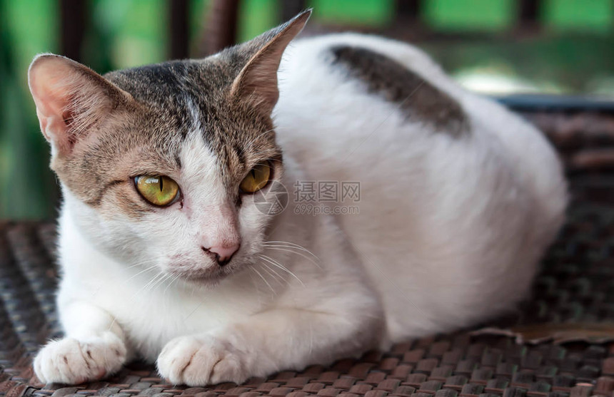 一只白色和灰色的猫躺在木椅子上看着某处头部焦点显示图片