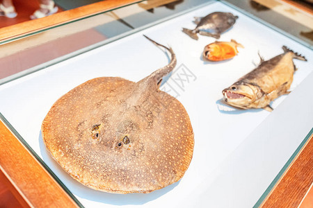 博物馆里的巨型黄貂鱼图片
