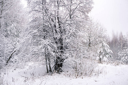 冬季风景与下雪后被雪覆盖的图片