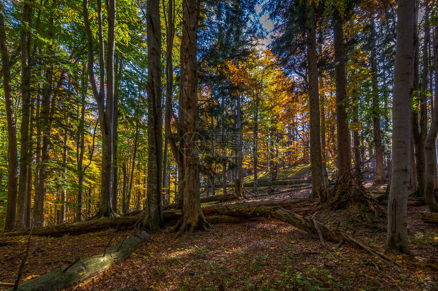 秋叶上满落叶的秋棕和黄树林图片