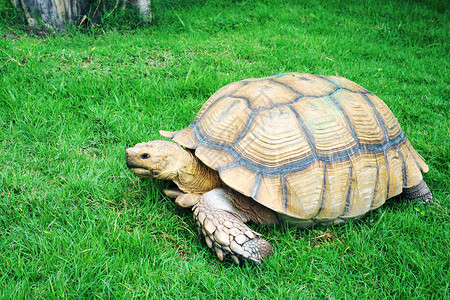 绿草上的巨龟背景图片